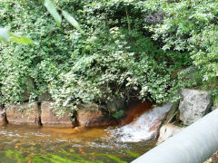 
The Rock Collieries drain, Blackwood, August 2012